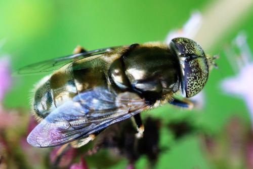 Réf. 289 364 : Eristalinus aeneus